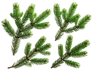 Four green spruce or fir evergreen branches on a black background