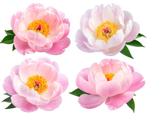 Four lovely pink and white peonies with vibrant yellow centers