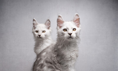 studio shot of two white maine coon kittens sitting side by side