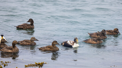 Eider male and female ducks in pond at Hofn sea shore in Iceland.
