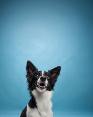 A black-and-white dog looks upward with alert expression against a smooth blue studio background.