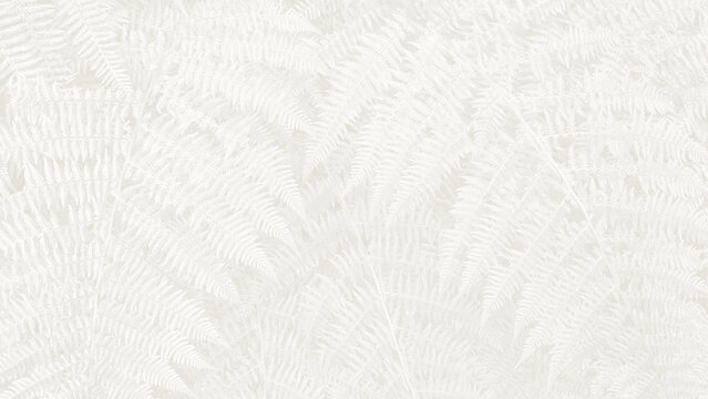 White background with fern leaves creating a subtle texture and pattern in a natural setting