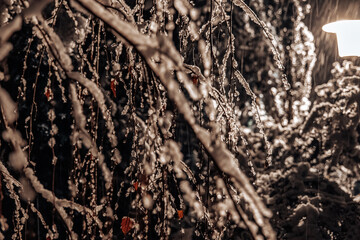 Snow Covered Tree Branches at Night.Icy branches and snowfall in the light of a lantern.Streetlight Illuminates Snowy Night Landscape.