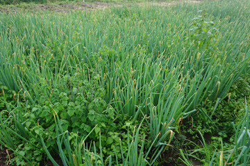 Obraz premium Close-Up of Fresh Green Onions (Scallions) Growing in the Soil