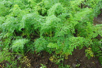 Carrot Plants Growing in Terraced Rows on Farmland