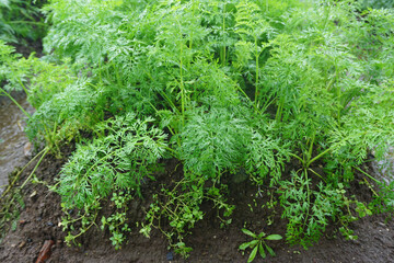 Fototapeta premium Carrot Plants Growing in Terraced Rows on Farmland