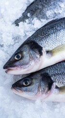Fototapeta premium seabass. Fresh sea bass on ice, glistening scales with cool blue tones. wildlife magazines, conservation campaigns, designed for wildlife conservation campaigns and eco-tourism storytelling. 