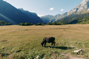 Fototapeta premium cow grazing in a wide meadow valley under mountains, green pasture and landscape. Lone cattle feeding on grass in peaceful natural countryside with clear blue sky and sunshine