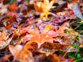 雨に輝く紅葉の落ち葉