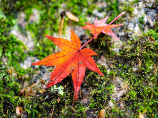 苔に寄り添う濡れ紅葉の彩り