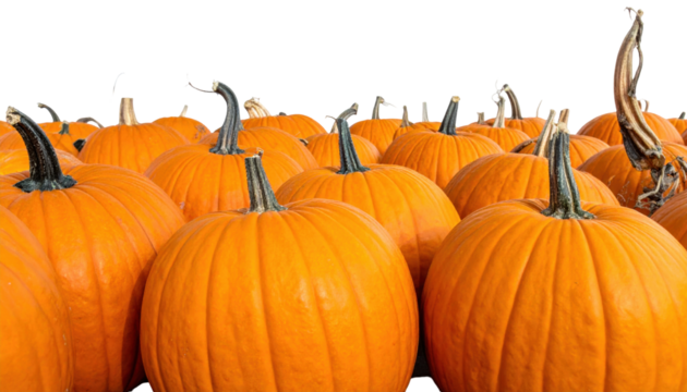 Field of Bright Orange Pumpkins Ready for Harvest During Autumn Season with Transparent Background