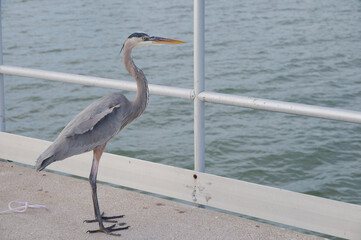 Solitary Elegant Grey Heron Standing on Pier By Calm Waterfront Looking Out Over Sea in Gulfport, FL. White railing, gazing toward the water. This nature scene highlights wildlife, coastal scenery, an