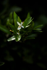 みかんの白い花