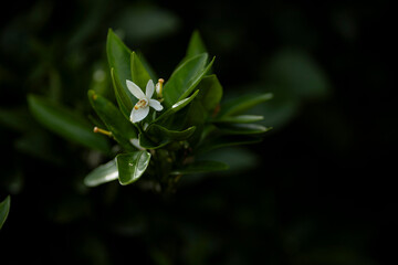 みかんの白い花