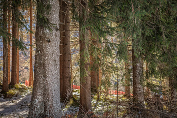Dense conifer woods in the Julian Alps of Slovenia show fir, pine, and spruce trunks under dappled light. The scene captures a temperate alpine habitat and textures of a healthy evergreen ecosystem.