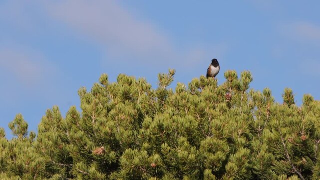 A Spotted Towhee atop a beautiful pinyon pine tree in New Mexico, with blue sky background