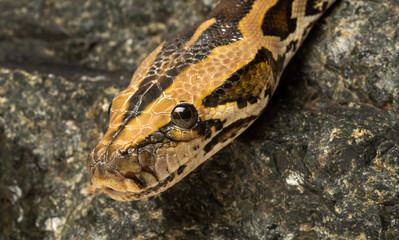 close-up of a python's head