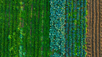Vertical Top Down View Of Various Green Crops Growing In Neat Rows On Fertile Brown Soil Illustrating Sustainable Farming And Healthy Food Production