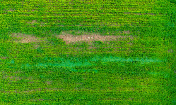 Drone View Of A Patchy Green Field With Variations In Grass Density And Color Tone Indicating Natural Growth Patterns