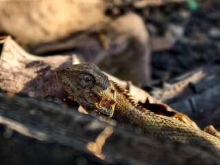 photographed A garden lizard looks at the camera while sunbathing on a pile of dry leaves and coconut fronds in the morning in the garden.
