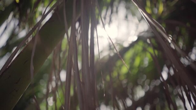 Rayos de Sol entre hojs de palmera verano tropical turismo 