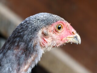 close-up image of the chicken's head turning to the right