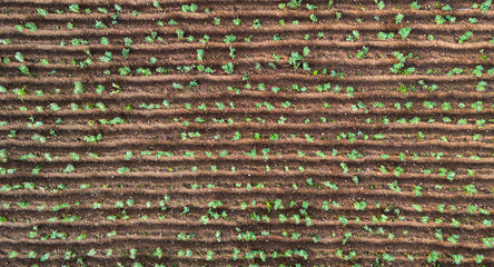 Detailed Top Down View Of Vegetable Seedlings Planted In Perfect Lines On A Farm Illustrating Precision Agriculture Techniques