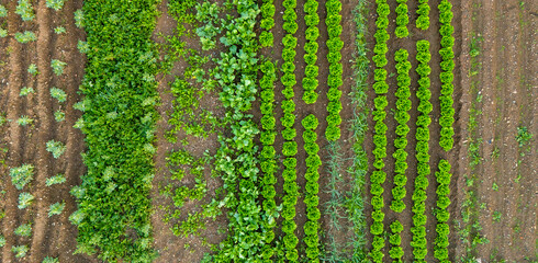 Aerial View Of A Mixed Vegetable Garden With Distinct Rows Of Different Greens Illustrating Small Scale Organic Farming And Biodiversity