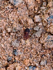 a large arachnid-like animal possibly related to the order Opiliones, found in Sampir Village, Serang Regency, Banten, Indonesia