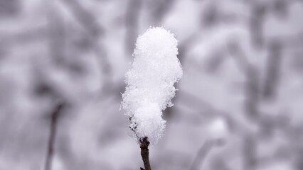 Śnieg na cienkich gałązkach drzewa