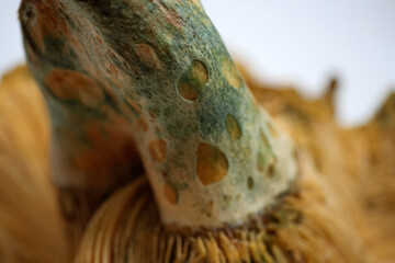 Close up of the mushroom stipe with characteristic green spots and pits on the orange surface of a lactarius deliciosus specimen from the woods