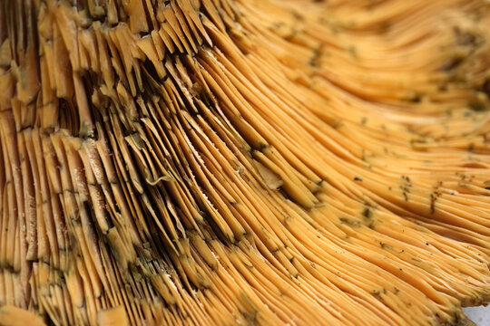Extreme close up of mushroom gills highlighting the linear pattern and the deep orange color of the hymenium of a lactarius deliciosus