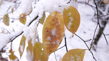 Żółte liście na drzewie w okresie zimowym pokryte zimnym śniegiem © tomo81