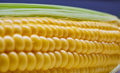 Macro view of the upper part of a corn cob with green husk background emphasizing the fullness and brightness of the yellow kernels
