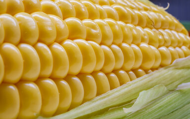 Perspective view of a long corn cob with rows of yellow kernels fading into the distance showing...