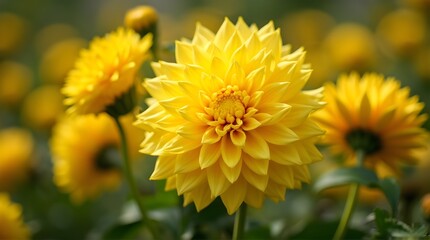 there are yellow dahlia flowers blooming