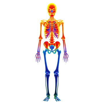 Full body human skeleton with infrared thermal heat map gradient. Medical thermography concept showing temperature zones.