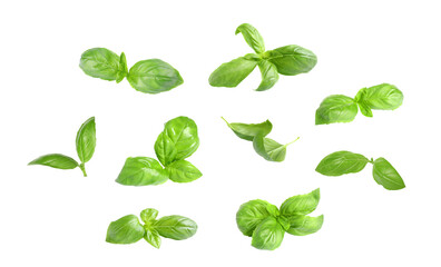 Fresh green basil leaves on white background, collage