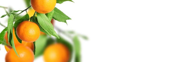 Ripe tangerines on branches with green leaves against white background. Banner design