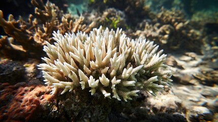 dendritic. White calcareous deposits forming dendritic patterns on a coral reef. ESG reports, sustainability campaigns, designed for sustainability communications and ESG reporting.