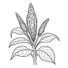 celosia coloring page line art