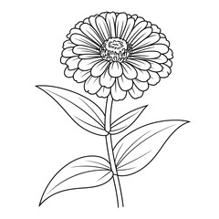 zinnia flower coloring page line art