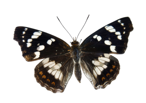 butterfly isolated on white background, vector illustration