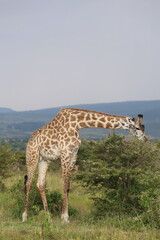 Giraffe Grazing on Acacia Tree