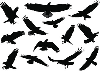 Silhouette vector illustration of flying eagles and birds in different flight positions, isolated black shapes design for wildlife and nature concepts