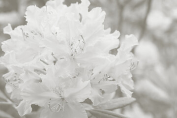 Cloud dance color toned flowering bush of rhododendron. Copy space. Cloud dance color background. Trendy color 2026