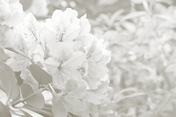 Cloud dance color toned flowering bush of rhododendron. Copy space. Cloud dance color background. Trendy color 2026