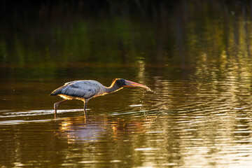 Wood Stork wading in the soft morning light, gracefully searching for food in the calm waters.