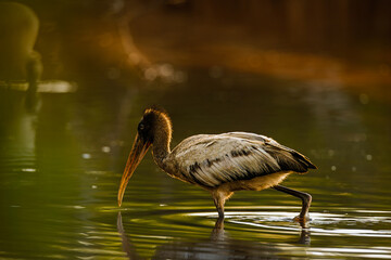 Wood Stork wading in the soft morning light, gracefully searching for food in the calm waters.