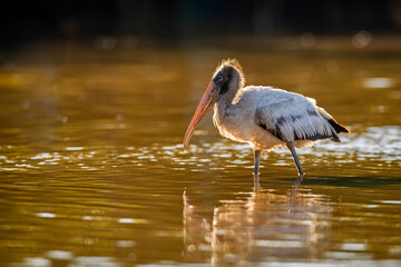 Wood Stork wading in the soft morning light, gracefully searching for food in the calm waters.